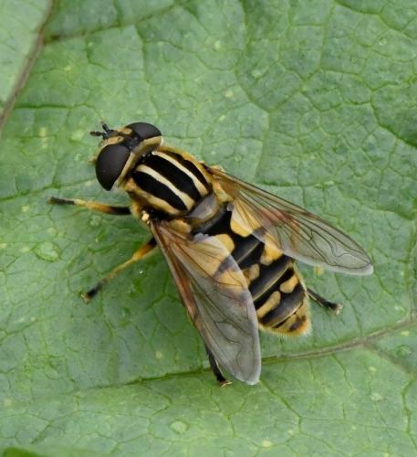 Réf. 217 751 : Helophilus pendulus